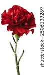 Red carnations flowers isolated on white background