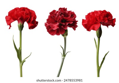 Red carnations flowers isolated on white background - Powered by Shutterstock