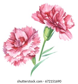 Carnation Stock Images, Royalty-Free Images & Vectors | Shutterstock