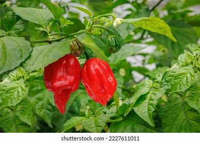 Red Carolina reaper chilli pepper fruits   green leaves  Red chilli pepper Trinidad scorpion planting in balcony garden  close up  Red ghost chili capsicum  