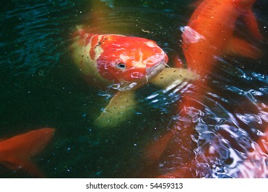 Red Carp Fish Coming Out Of The Water