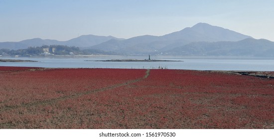 Red Carpet Seagrass On The Tidal Flat Of The Sea In Autumn