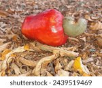 Red cashews fall from the cashew tree.