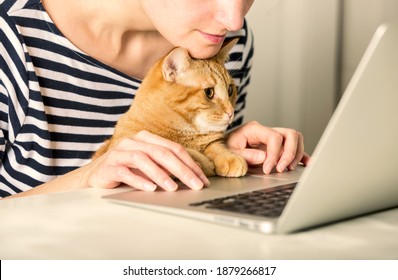 a red cat in the arms of a girl with an attentive look and is studying something on a laptop - lifestyle