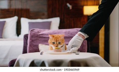 Red Cat With Bib Waiting For Food In The Room