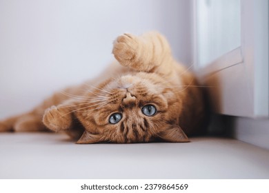 A red cat with blue eyes lies on his back on the windowsill and playfully looks at the camera - Powered by Shutterstock