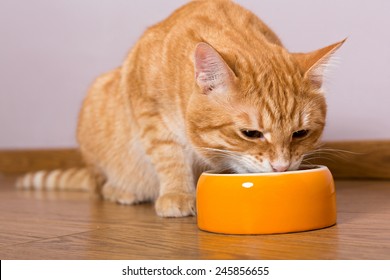 Red Cat And Bowl Of Dry Food On The Wooden Floor