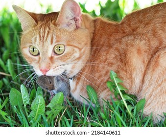 A red cat caught the mouse. Selective focus