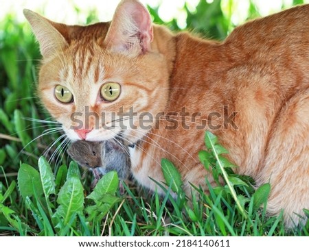 A red cat caught the mouse. Selective focus