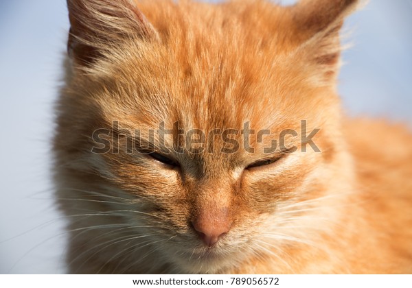 cat sitting up with eyes closed