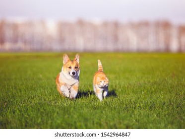 Red Cat And Corgi Dog Puppy Walk Together On Green Grass On Sunny Spring Day In The Village