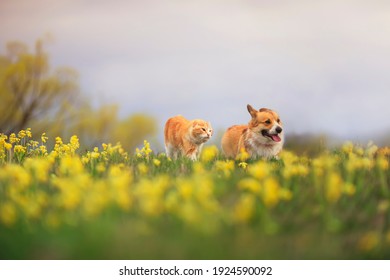 Red Cat And Corgi Dog Walks In Summer On Floral Summer Meadow On A Sunny Day