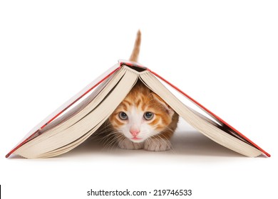 Red Cat Crawled Under The Book