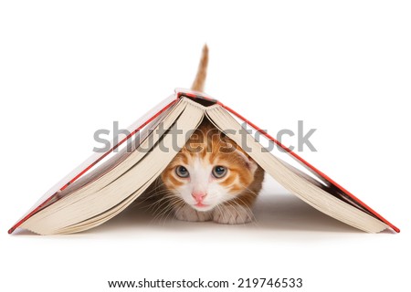 Red cat crawled under the book