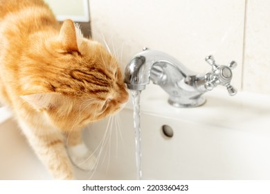 A Red Cat Drinks Water From The Faucet.