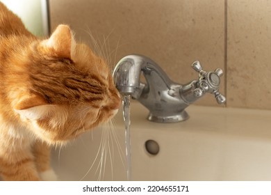 A Red Cat Drinks Water From The Faucet.