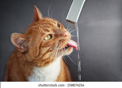 Red Cat Drinks Water From Faucet