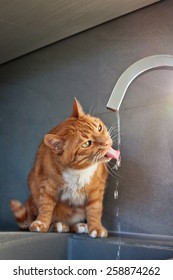 Red Cat Drinks Water From Faucet