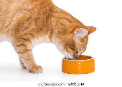 Red Cat Eating Food From The Orange Bowl, Isolated On White