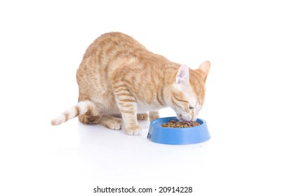 Red Cat A Eating Forage Isolated On A White Background