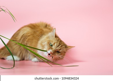 Red Cat Eating Grass