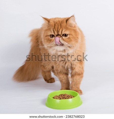 Red cat eats dry food from a bowl. Persian Exotic Longhair cat is on white background