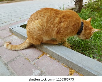 A red cat eats grass