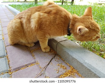 A red cat eats grass