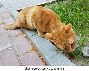 A red cat eats grass