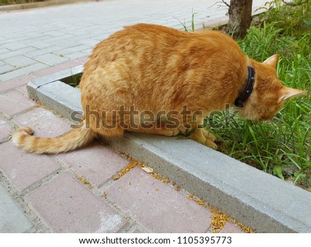 A red cat eats grass