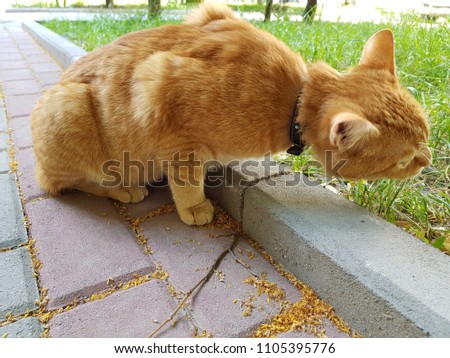 A red cat eats grass