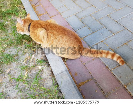 A red cat eats grass