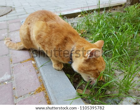 A red cat eats grass