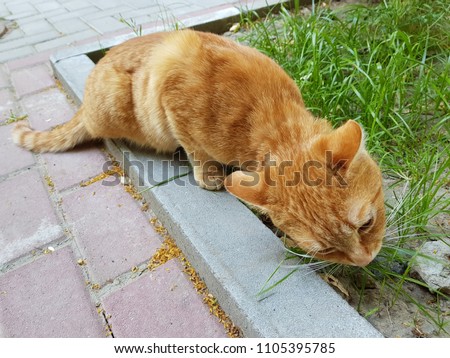 A red cat eats grass