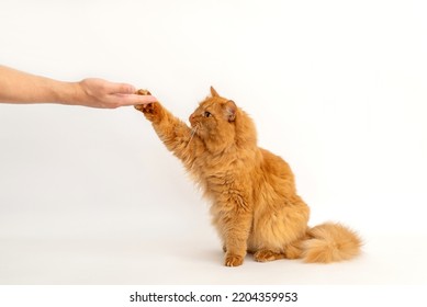 Red Cat Eats From The Hands. The Cat Raised Its Paw To Eat The Delicious Food From The Human Hand. Pet Training And Encouragement