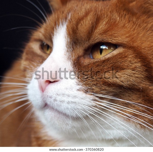 Red Cat Face Similar Eye Color Stock Photo (Edit Now) 370360820