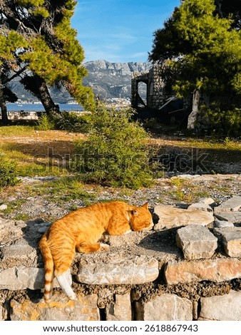 Red cat in the foreground with a distant background of the city of Budva. A ginger cat sunbathing on the rocks in the town of Budva, Montenegro. Cats of Montenegro. Cats of the city of Budva. 