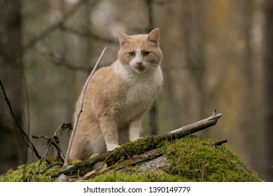 Red cat in the forest
