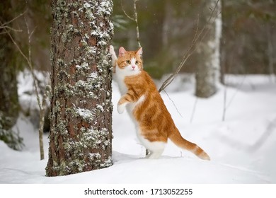 Red cat in the forest in the snow, on his hind legs rested against the trunk of a tree