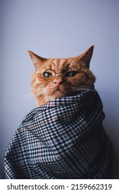 A Red Cat With Glasses And A Checkered Cape Looks Seriously At The Camera Against A White Background