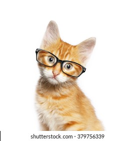 32,759 Glasses cat Images, Stock Photos & Vectors | Shutterstock