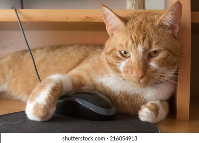 red cat holding computer mouse
