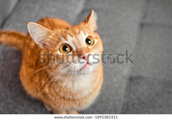 Red cat with huge round eyes on a\
gray background. The concept of care and education of\
pets