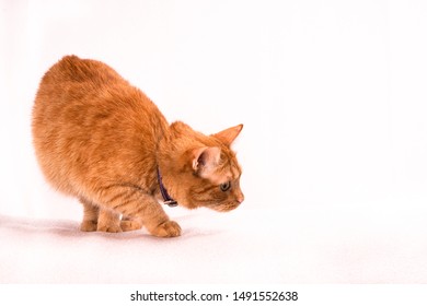 Red Cat Hunts On White Background