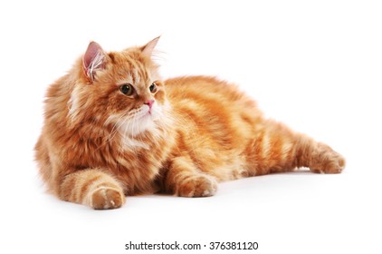 Similar Images, Stock Photos & Vectors of Redhead long hair kitten