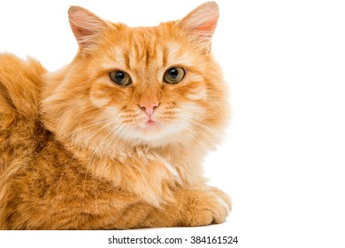 red cat isolated on white background