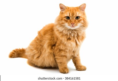 red cat isolated on white background