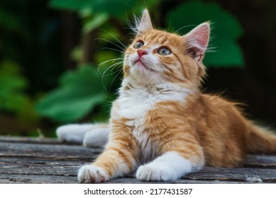 red Cat with kind green, blue eyes, Little red kitten. Portrait cute red ginger kitten. happy adorable cat, Beautiful fluffy red orange cat lie in grass outdoors garden