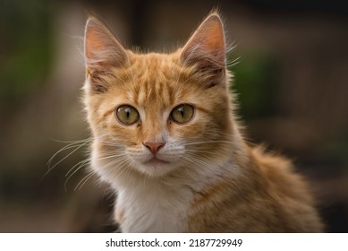 red Cat with kind green eyes, Little  kitten. Portrait cute ginger. happy adorable, Beautiful fluffy red orange outdoors portrait close up British Shorthair  big paws Looking Camera - Powered by Shutterstock