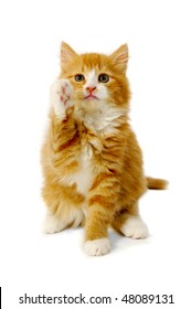 Red Cat Kitten Is Sitting On A White Background With Front Leg Up.